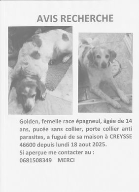 AVIS DE RECHERCHE GOLDEN